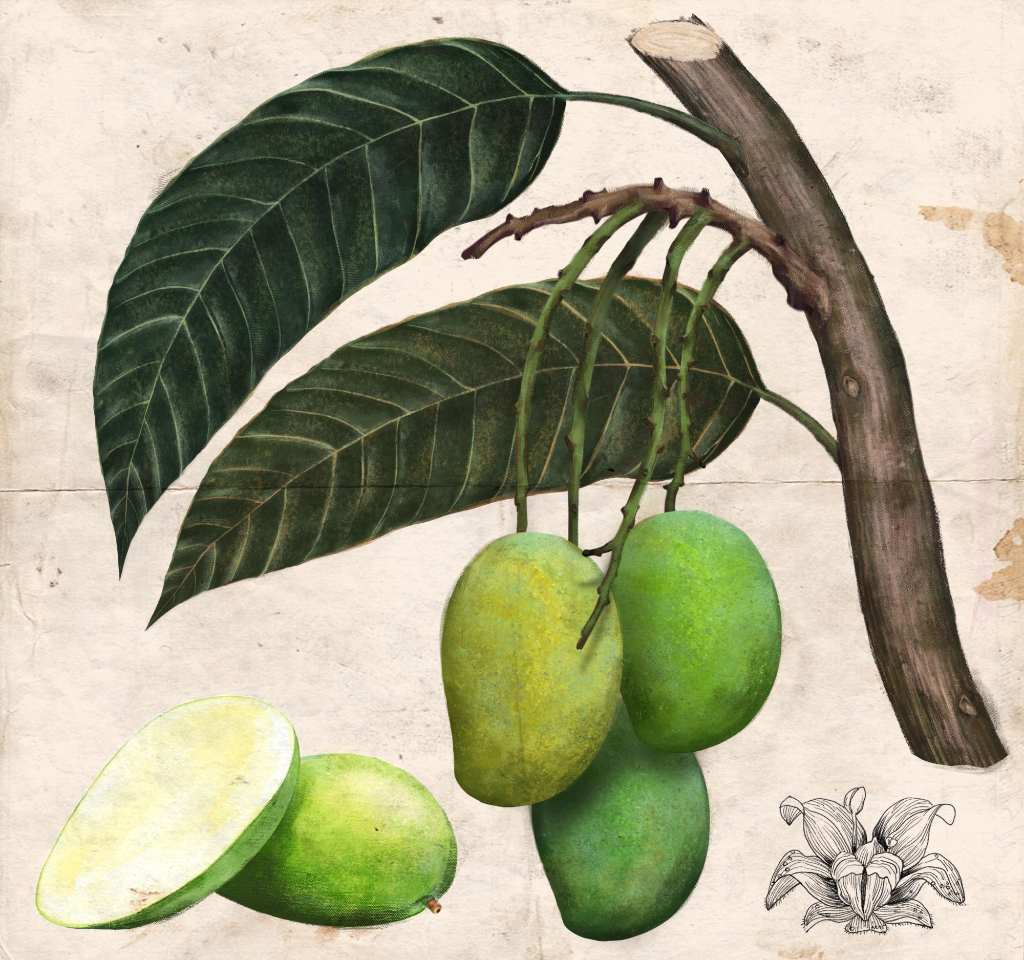 Botanical Illustration of a Green Mango (Digital Drawing)